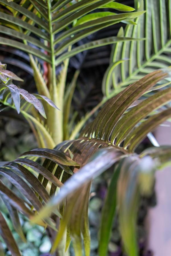 Capstay Jungle Centre Ville & Netflix Valenciennes Bagian luar foto